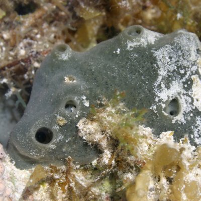 Grey-green coloured sea sponge sitting in a bed of white and green-coloured coral 